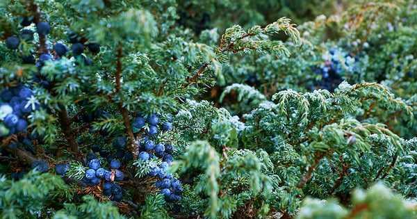 Botanical Oracle: Juniper, Juniperus communis