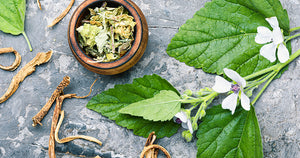 Botanical Oracle: Marshmallow, Althaea officinalis