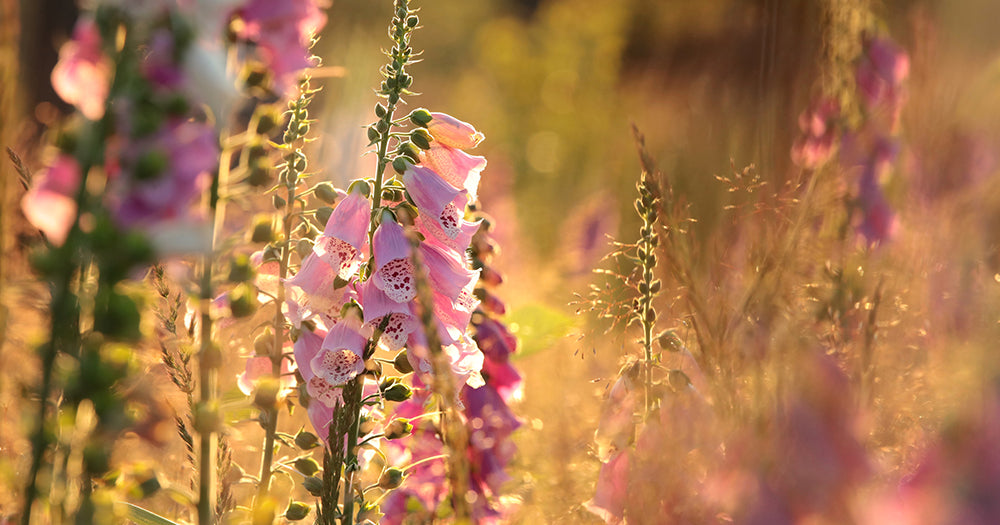 Botanical Oracle: Foxglove, Digitalis purpurea