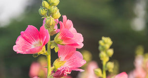 Botanical Oracle: Hollyhock, Alcea rosea