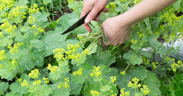 Botanical Oracle: Lady’s Mantle, Alchemilla vulgaris