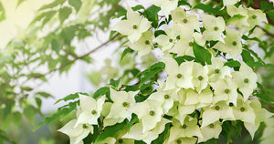 Botanical Oracle: Dogwood, Cornus florida