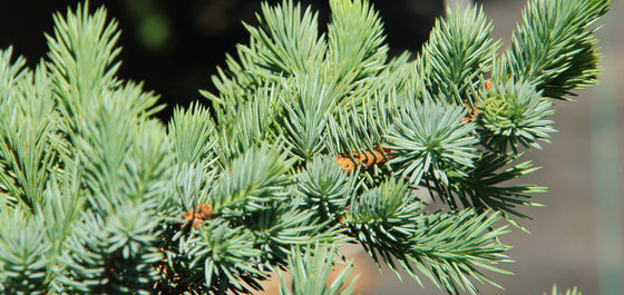 Dollars and Scents: Prologue