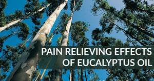 New Study: Pain Relieving Effects of Eucalyptus Oil