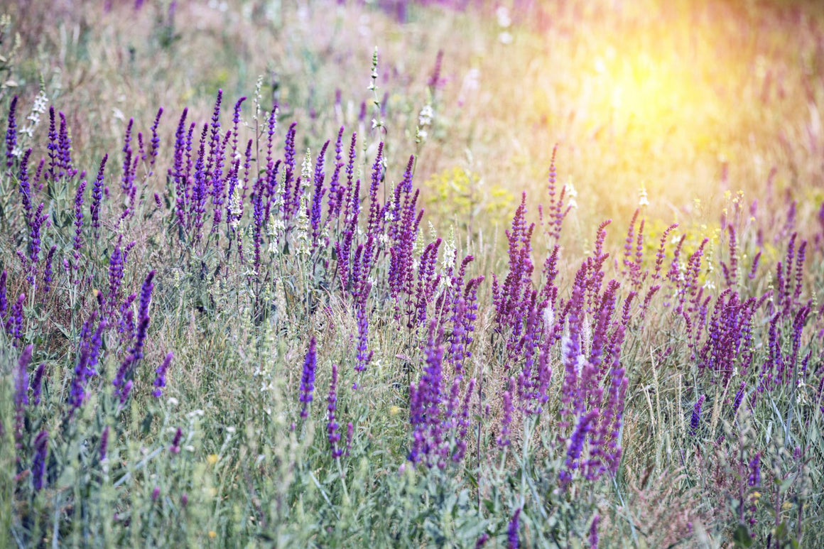 Clary Sage Essential Oil