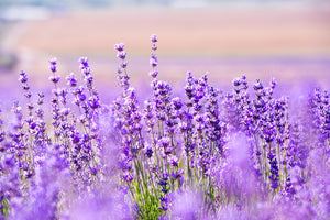 Lavender, Lavandula angustifolia