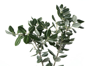 Eucalyptus Radiata