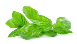 Sweet Basil Oil