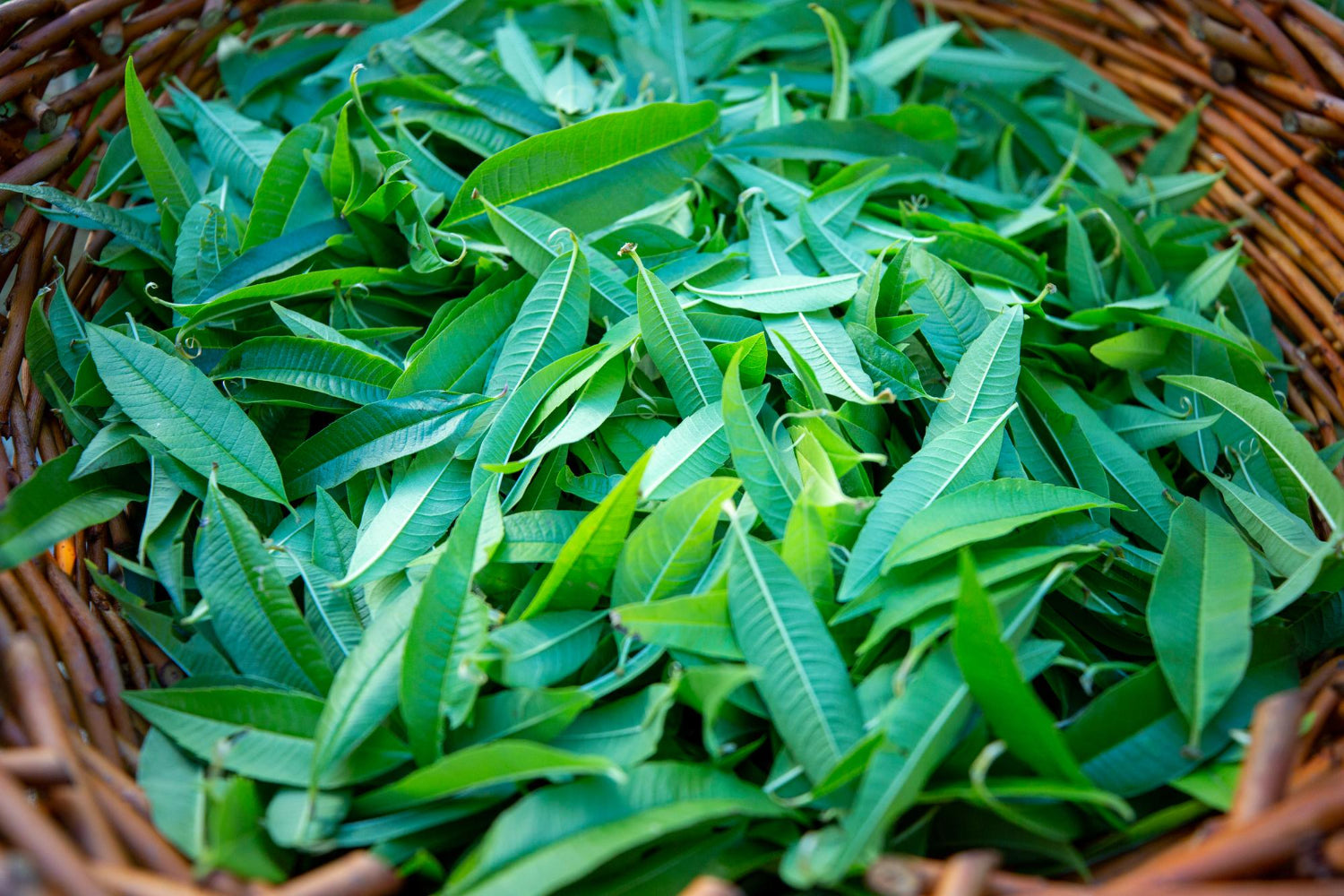 Butterfly Bloom Tea