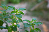 Garden Lullaby Tea