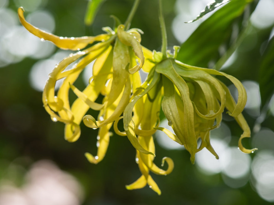 Ylang Ylang Complete